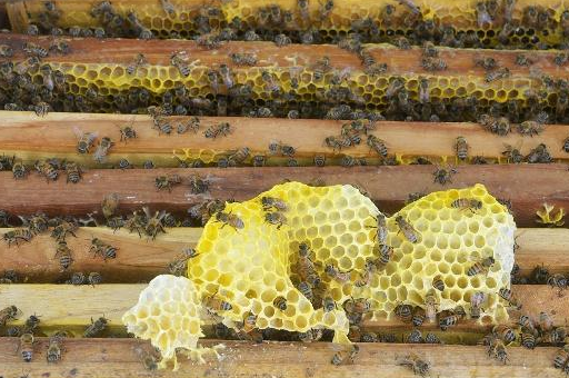 中蜂巢虫如何治疗？有经验的养蜂人都不治疗巢虫，预防更重要